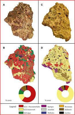 The Main Builders of Mediterranean Coralligenous: 2D and 3D Quantitative Approaches for its Identification
